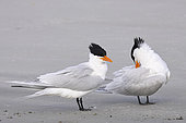 Royal tern (Thalasseus maximus), Courtship ritual, Magdalena Bay (Madelaine Bay), Puerto San Carlos, Baja California Sur, Mexico