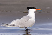 Royal tern (Thalasseus maximus), on the beach, Magdalena Bay (Madelaine Bay), Puerto San Carlos, Baja California Sur, Mexico
