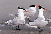 Royal tern (Thalasseus maximus), Courtship ritual, Magdalena Bay (Madelaine Bay), Puerto San Carlos, Baja California Sur, Mexico