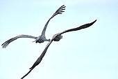 Sandhill cranes (Grus canadensis) in flight, Creamers field wildlife refuge