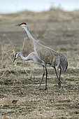 Sandhill cranes (Grus canadensis) at rest in ground, Creamers field wildlife refuge