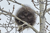 Porcupine (Erethizon dorsatum) in a tree in spring, near Lake Louise, Alaska
