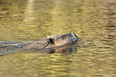 North American Beaver (Castor canadensis) swimming in a tributary of the Delta River, Alalska