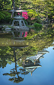 Garden of osaka castle under ans azalea in full blum, Japan
