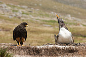 Striated Caracara (Phalcoboenus australis) interested in the brood of a Gentoo Penguin (Pygoscelis papua), Falkland Islands