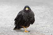 Striated Caracara (Phalcoboenus australis) on a beach, Falkland Islands