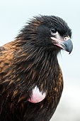 Striated Caracara (Phalcoboenus australis) and its prominent craw, Falkland Islands