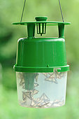 Box Tree Moth (Cydalima perspectalis) caught in a pheromone trap in a garden, Hérault, France