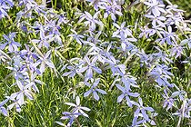 Laurentia 'Avant-Garde Blue'