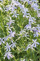 Laurentia 'Avant-Garde Blue'