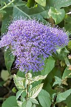 Trachelium caeruleum 'Passion Blue'