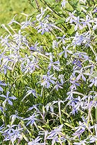 Laurentia 'Avant-Garde Blue'