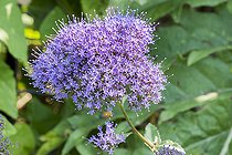 Trachelium caeruleum 'Passion Blue'