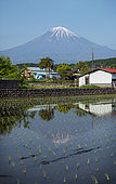 Mont Fuji's view along rice field, Shizuoka, Japan