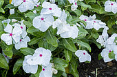 Catharanthus roseus 'Vitesse Peppermint'