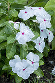 Catharanthus roseus 'Vitesse Peppermint'