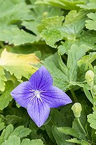 Platycodon grandiflorus 'Fuji Blue'