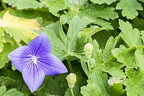 Platycodon grandiflorus 'Fuji Blue'