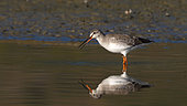 Spotted Redshank (Tringa erythropus) in water, Kerkini lake, Greece