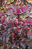 Ocimum basilicum 'Purple Ruffles'