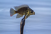 Anhinga d'Afrique (Anhinga rufa) capturant un poisson, Kruger, Afrique du Sud