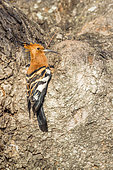 African hoopoe (Upupa africana), Kruger National park, South Africa