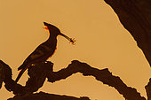 African hoopoe (Upupa africana) with prey on a branch, Kruger National park, South Africa