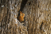 African hoopoe (Upupa africana) at nest, Kruger National park, South Africa