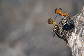 African hoopoe (Upupa africana) displaying, Kruger National park, South Africa