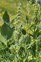 Giant false-helleborine (Veratrum album) flowers, Savoie, France