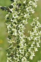 Giant false-helleborine (Veratrum album) flowers, Savoie, France
