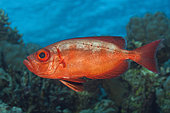 Common Bigeye, Priacanthus hamrur, Giftun Island, Red Sea, Egypt