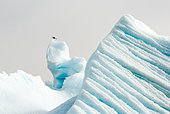 Goéland dominicain (Larus dominicanus) sur iceberg strié, Antarctique