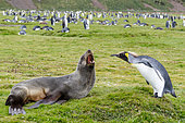 Interaction between an Antarctic Fur Seal (Arctocephalus gazella) and a King Penguin (Aptenodytes patagonicus) moulting, South Georgia