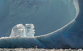 Adélie penguin (Pygoscelis adeliae) porpoising in front of a monumental iceberg, Antarctica