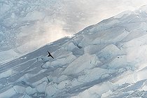 Very rare sighting of a Pomarine Skua (Stercorarius pomarinus) overwintering in Antarctica