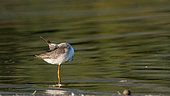 Spotted Redshank (Tringa erythropus) grooming in the water, Lake Kerkini, Greece
