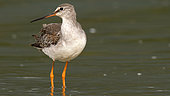 Spotted Redshank (Tringa erythropus) in the water, Lake Kerkini, Greece