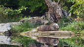 European otter (Lutra lutra) devouring a fish, France