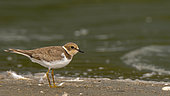 Little Ringed Plover (Charadrius dubius) on the shore, Lake Kerkini, Greece