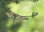 Spanish moon moth (Graellsia isabellae) on a branch of Pine (Pinus sp), Hautes-Alpes, France