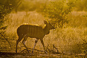 Cape bushbuck (Tragelaphus sylvaticus) in Kruger National park, South Africa