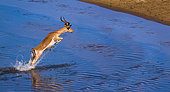 Common Impala (Aepyceros melampus) jumping, Kruger National park, South Africa