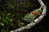 Chameleon (Calumma parsonii cristifer) in the rainforests of Andasibe, East Madagascar, Madagascar, Africa
