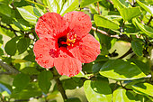 Hibiscus 'Scarlet Giant' in bloom in a garden