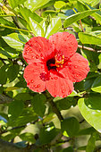 Hibiscus 'Scarlet Giant' in bloom in a garden