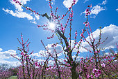 Flowering, Peach tree (Prunus persica), Fruiturisme, Tourism Experience, Aitona village, Baix Segre, Lleida, Catalonia, Spain, Europe