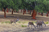 Red deer(Cervus elaphus), Rutting period, Cork oak forest, Mediterranean forest, Sierra de San Pedro, Cáceres, Extremadura, Spain, Europe