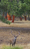 Red deer(Cervus elaphus), Rutting period, Cork oak forest, Mediterranean forest, Sierra de San Pedro, Cáceres, Extremadura, Spain, Europe