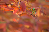 Praying mantis (Hierodula transcaucasica) lies in ambush among a red leaves of smoketree (Cotinus) and waits for its prey. Russia Federation, Krasnodar region, the vicinity of the city of Novorossiysk